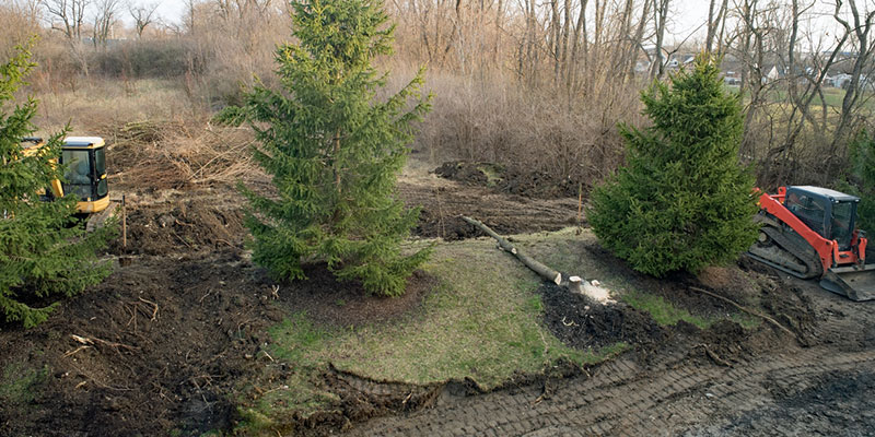 What to Keep in Mind About Tree Removal